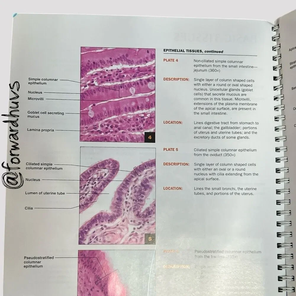 2007 Brief Atlas of the Human Body by Matt Hutchinson